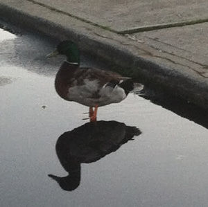 Meet your Posher, Christopher